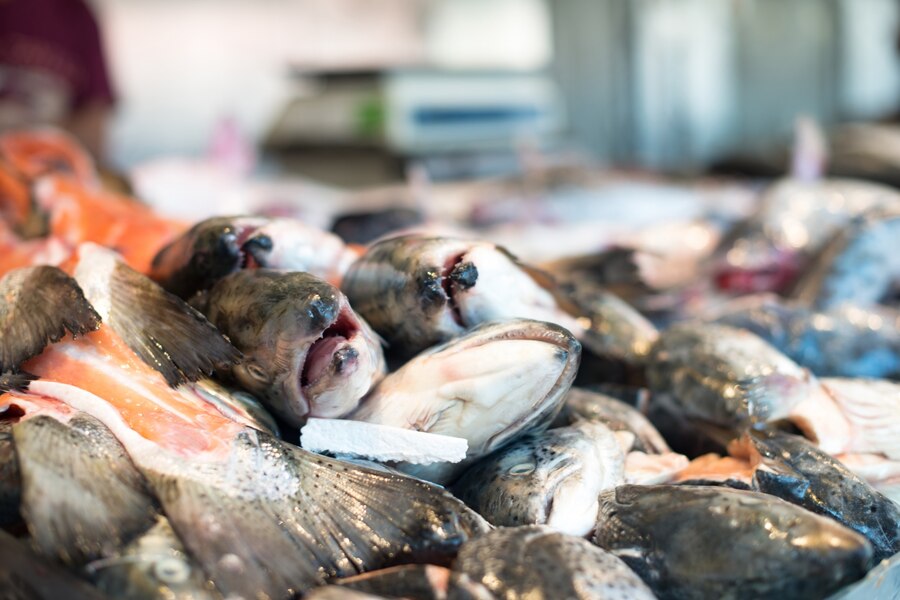 peche aquaculture Afrique