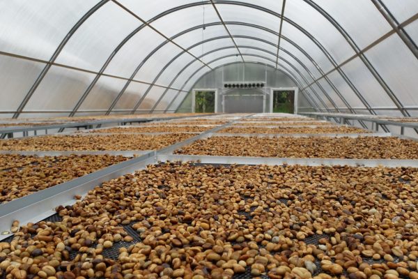cacao